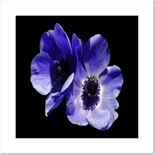 Blue Mauve Anemone Vector Cut Out Posters and Art